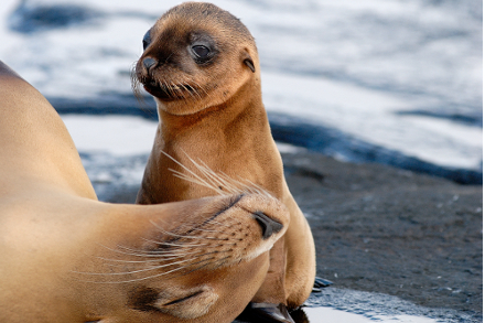 Sustainability Snapshot: Ecoventura Galapagos